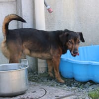 ZORG, chien à adopter