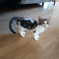 MILLA, chatte à adopter