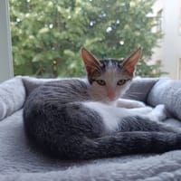 ELLIE, chatte à adopter