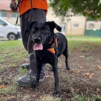 CHANCE, chienne à adopter