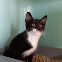 MOUSS, chat à adopter