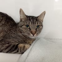 GIRLY, chatte à adopter