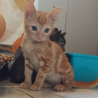 Pacha, chat à adopter