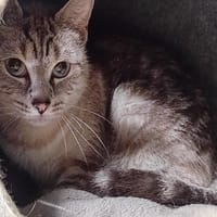 VOLGA, chatte à adopter
