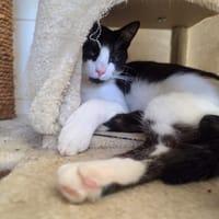 FUNNY, chat à adopter