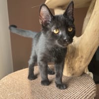 SEVERUS, chat à adopter