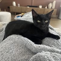 REGULUS, chat à adopter