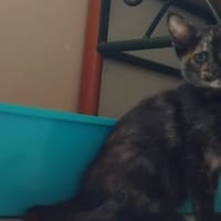 Pagaille, chatte à adopter
