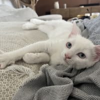 LUCIUS, chat à adopter