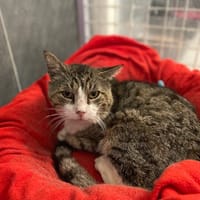 LORENZ Q21, chat à adopter