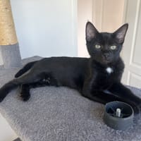 DRACO, chatte à adopter