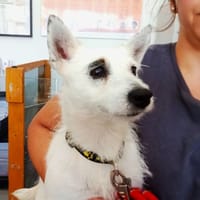SIMONE (réservée), chienne à adopter