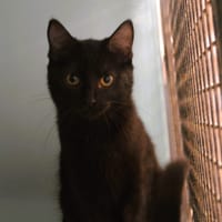 Rose Cab4436, chatte à adopter