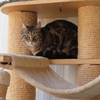 Pimprenelle, chatte à adopter