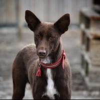 Luna, chienne à adopter