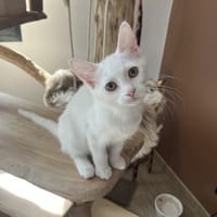 SALAZAR, chatte à adopter