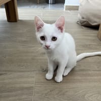 BLAISE, chatte à adopter