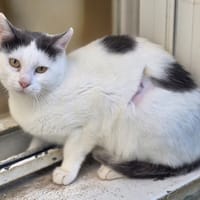 Anthracite, chatte à adopter