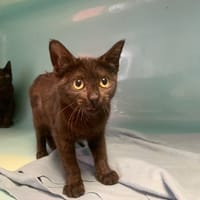 Eclipse, chatte à adopter