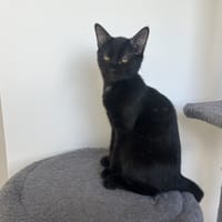 NARCISSA, chatte à adopter