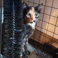 VALKA, chatte à adopter