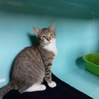 GENEPY, chat à adopter