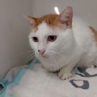 TWIXY, chat à adopter