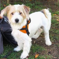 BUCKING, chien à adopter