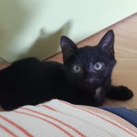 PIROUETTE, chatte à adopter
