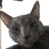AMADEUS, chat à adopter