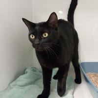 LUMO, chat à adopter