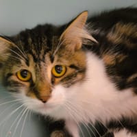 Pépito Cab4461, chat à adopter