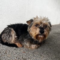 GRANOLA VAA, chienne à adopter