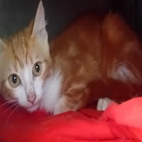 Agastache, chat à adopter