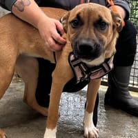 GRANY VAA, chienne à adopter