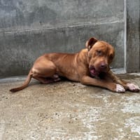 NUTS VAA, chien à adopter