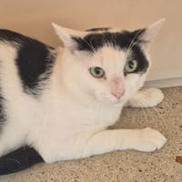CROFT, chat à adopter