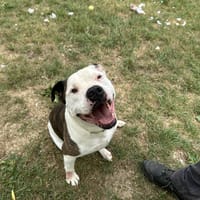 JOEY, chien à adopter