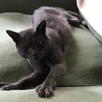 MEYKO, chat à adopter