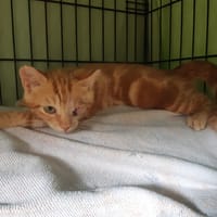 MOUSTIC, chat à adopter