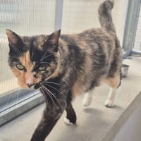 CATLICIOUS, chatte à adopter