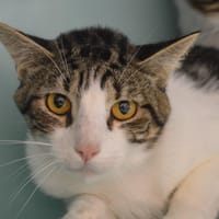 Granola Cab4462, chat à adopter