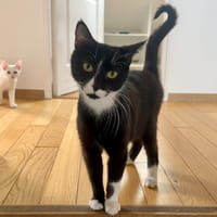BELLATRIX, chatte à adopter