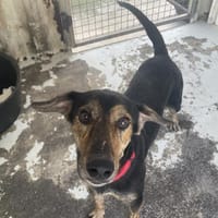 POPY, chien à adopter