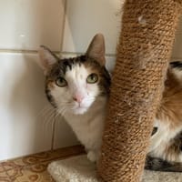 Jinnie, chatte à adopter