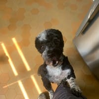 Elvis, chien à adopter
