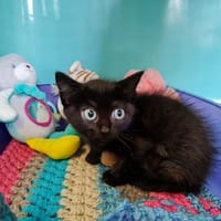 NAKAMURA, chatte à adopter