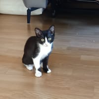 PLUME, chatte à adopter
