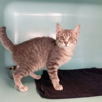 GABY, chatte à adopter