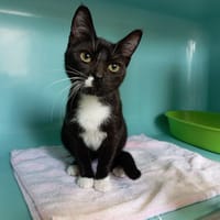 GLEE, chatte à adopter
